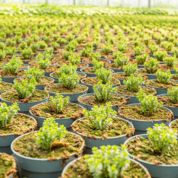 Die Pflanzenproduktion (© Orths Medien GmbH)